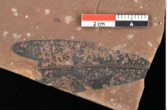 Foto (Detailsansicht) von Quercus palaeoilex Ettingshausen (NHMW-GEO-2024-0188-0758)